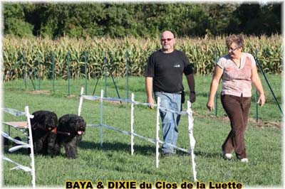 bouvier des flandres et attelage canin - Elevage du Clos de la Luette  -  Copyright depose